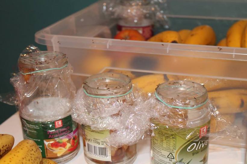 10445521_740635539306267_8288623627917592264_n