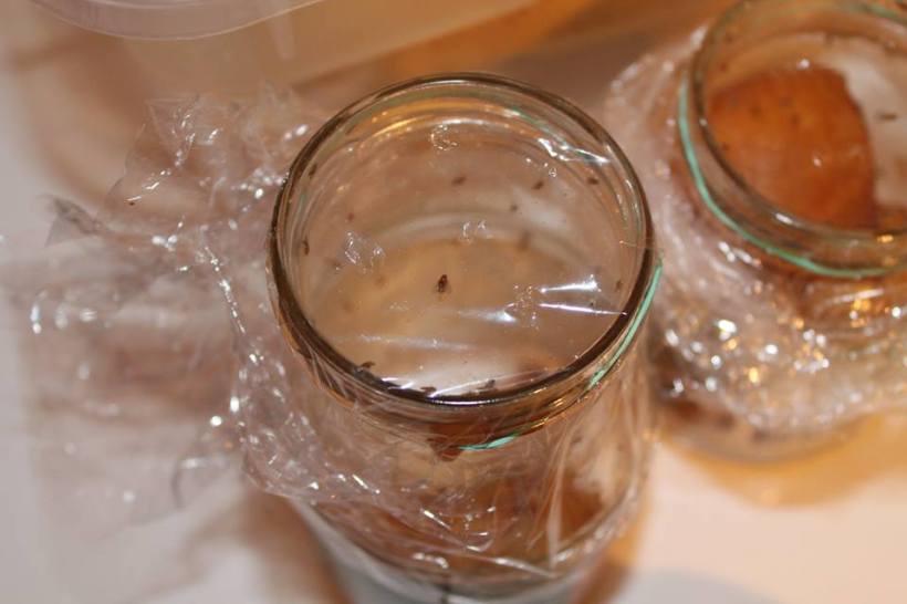 10557195_740635549306266_7554516179250558407_n