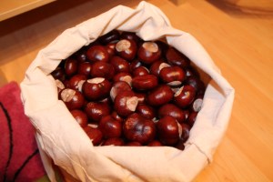 die frisch gesammelten Kastanien